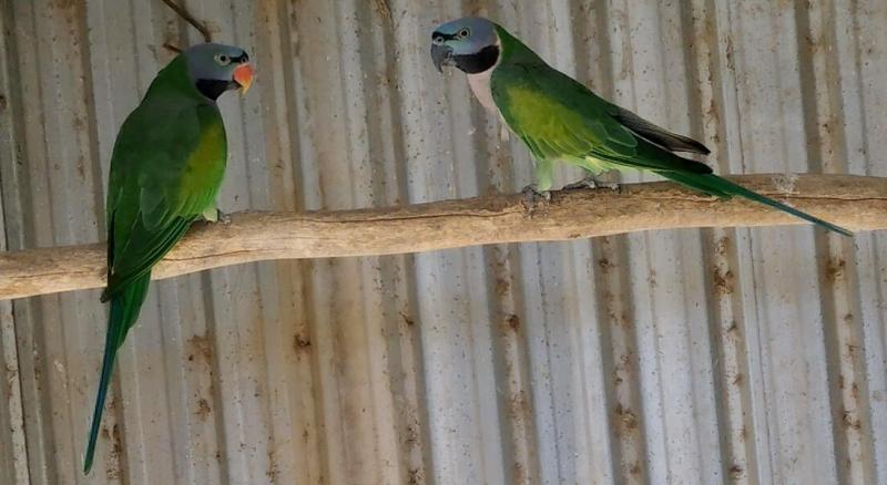 PAIR DERBYAN PARROTS