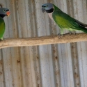 PAIR DERBYAN PARROTS