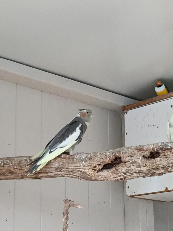 Cockatiels Adults and Babies