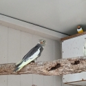 Cockatiels Adults and Babies