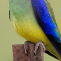 WTB Bluewings