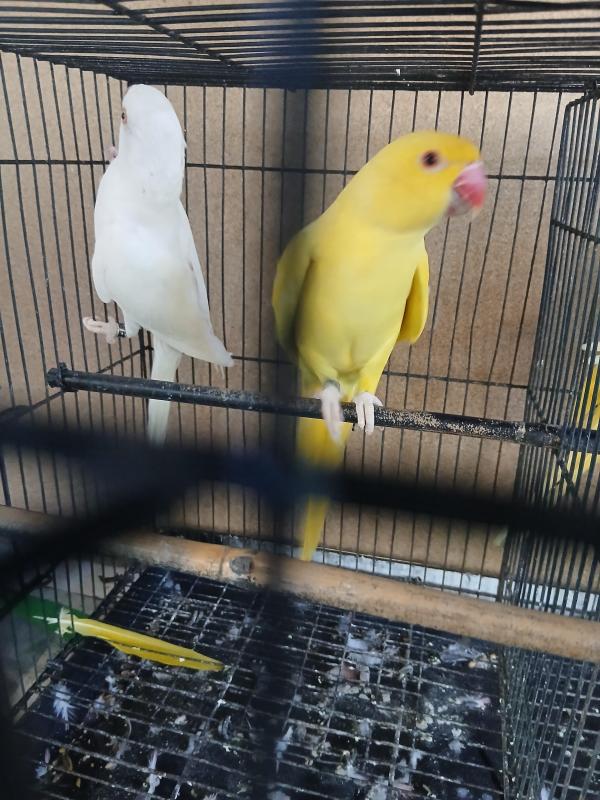 Lutino & albino ringneck hens