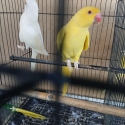 Lutino & albino ringneck hens