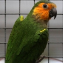 Wanted: Handraised Brown-throated Conure