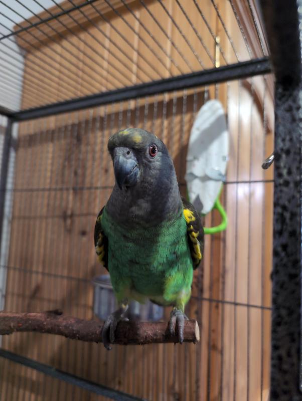 Hand Raised, Very Friendly Myers Parrot