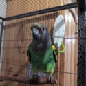 Hand Raised, Very Friendly Myers Parrot