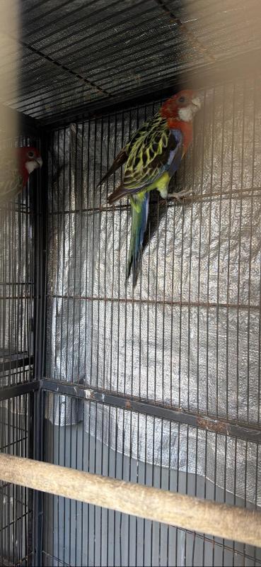 Rosellas ringneck bourks