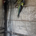 Rosellas ringneck bourks