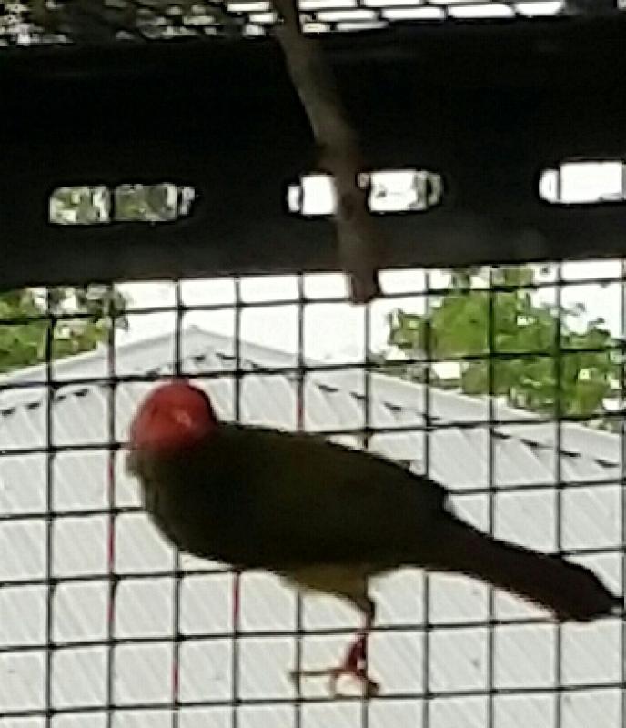 Male Star Finch