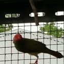 Male Star Finch