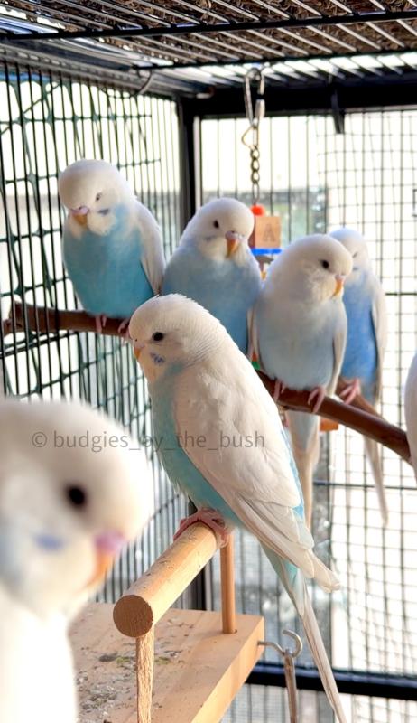 Australian Heritage Clearwing Budgie Budgerigar Babies