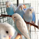 Australian Heritage Clearwing Budgie Budgerigar Babies