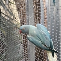 Ringnecks