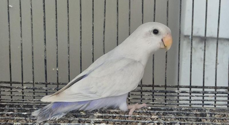 PEACHFACE LOVEBIRDS FOR SALE
