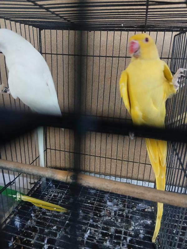 Lutino & Albino ringneck hens