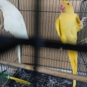 Lutino & Albino ringneck hens