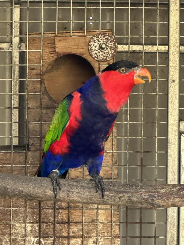 Black-capped Lory Proven Breeding Male for Sale