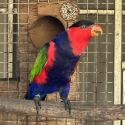 Black-capped Lory Proven Breeding Male for Sale