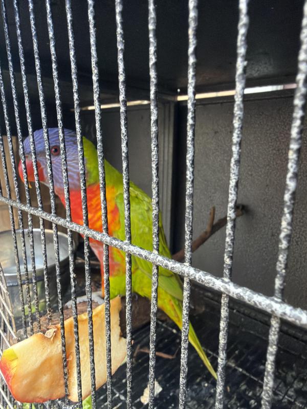 Blue series rainbow lorikeet, normal rainbow lorikeet
