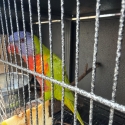 Blue series rainbow lorikeet, normal rainbow lorikeet