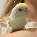 HAND-RAISED BABY PARROTLETS 2 LEFT!