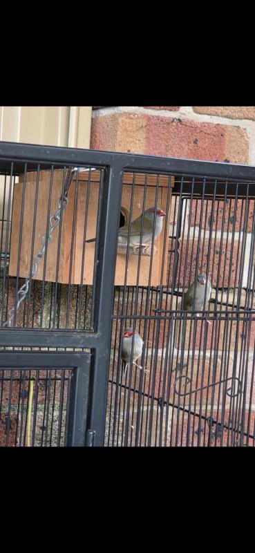 Red brow finch