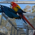 Aviary bird/breeding pair sellout