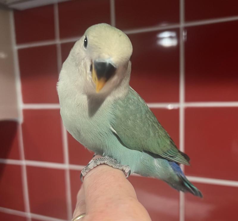 Baby Hand Reared Peachface/Lovebirds 9 Weeks Old