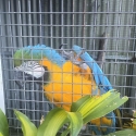 Breeding pair Blue and Gold Macaws