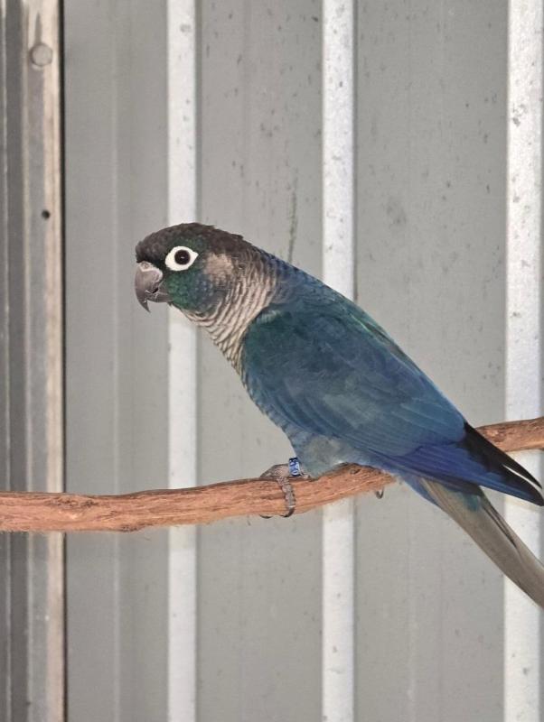 Proven Bonded Df and Sf Green Cheek Conure Pairs