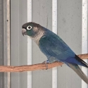 Proven Bonded Df and Sf Green Cheek Conure Pairs
