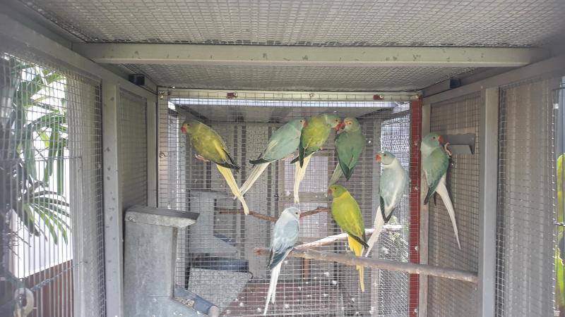 Ringnecks Opaline Cleartail Breeders &  Off Spring