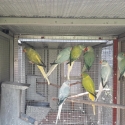 Ringnecks Opaline Cleartail Breeders &  Off Spring