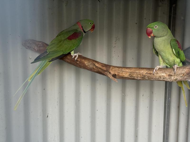 Split lutino breeding pair of alexandrine