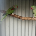 Split lutino breeding pair of alexandrine