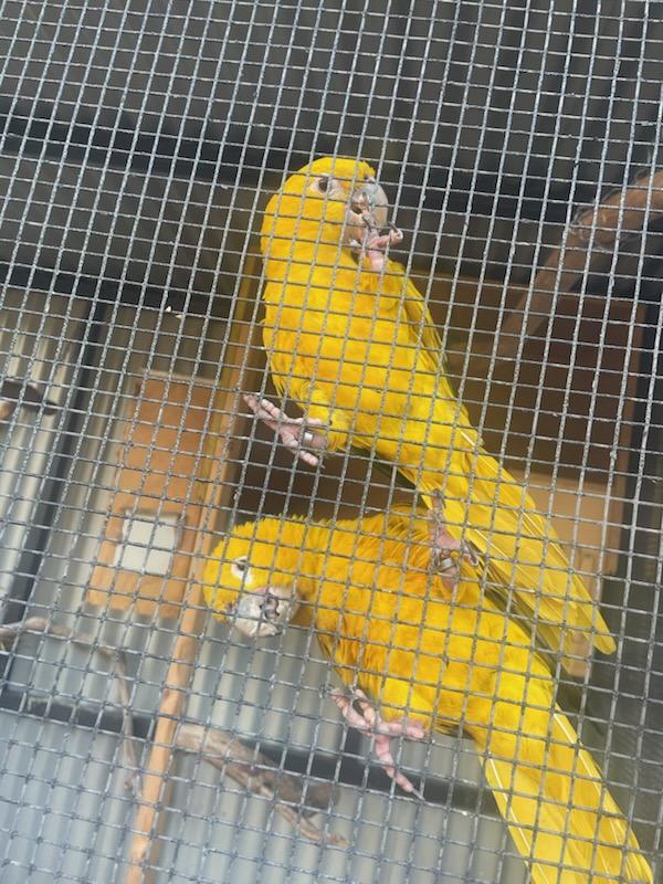 Golden Conures bonded pair