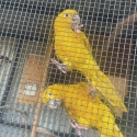 Golden Conures bonded pair