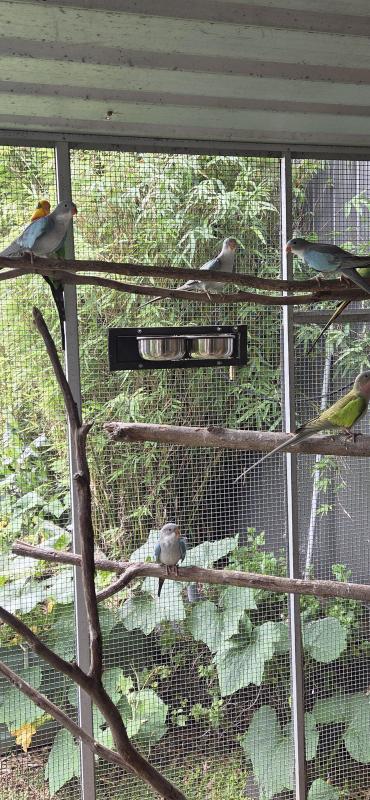 Princes parrots