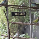 Princes parrots