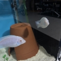 Albino Dolphin display males