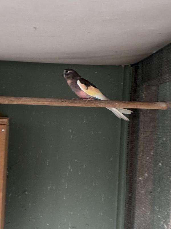 WTB pied Bourkes or split pieds .!