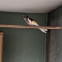 WTB pied Bourkes or split pieds .!