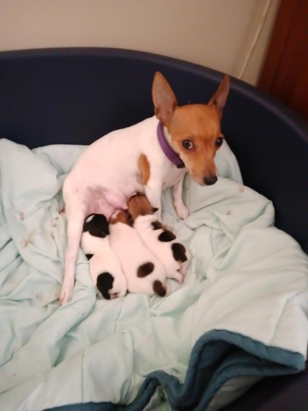 Mini foxy pups