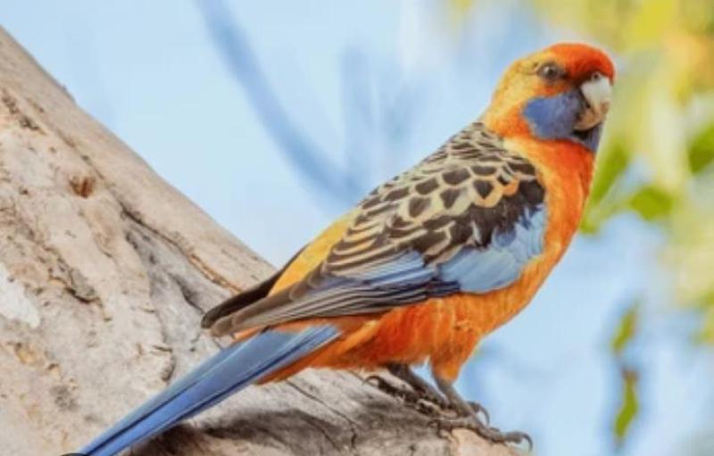 W.t. buy Adelaide rosella or yellow rosella male