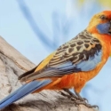 W.t. buy Adelaide rosella or yellow rosella male