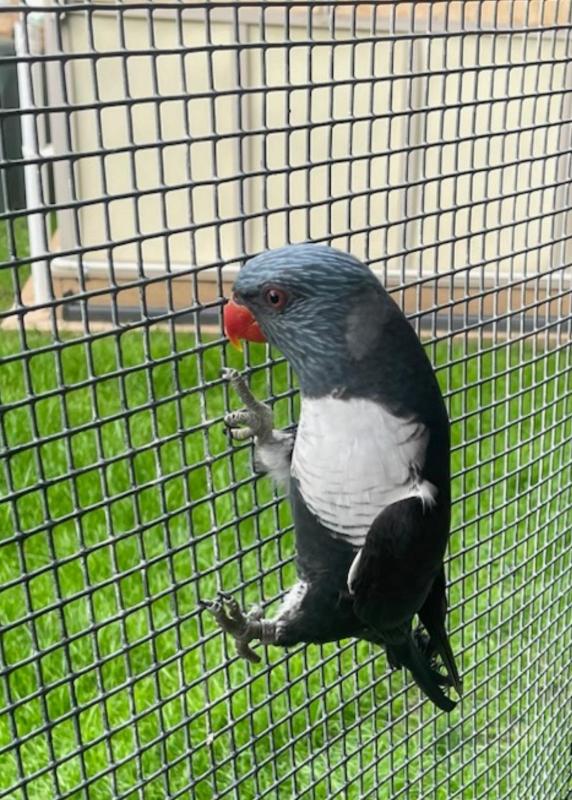 Grey Rainbow Lorikeet bonded pair