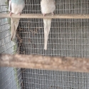 Red rump mutations