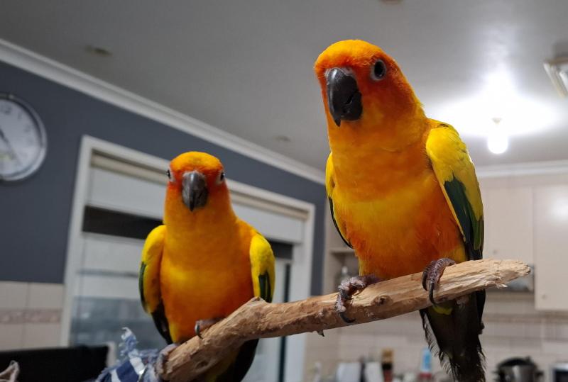 Pair sun conures