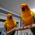 Pair sun conures