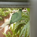 Ringnecks  Opaline Cleartail  PROVEN BREEDING PAIR